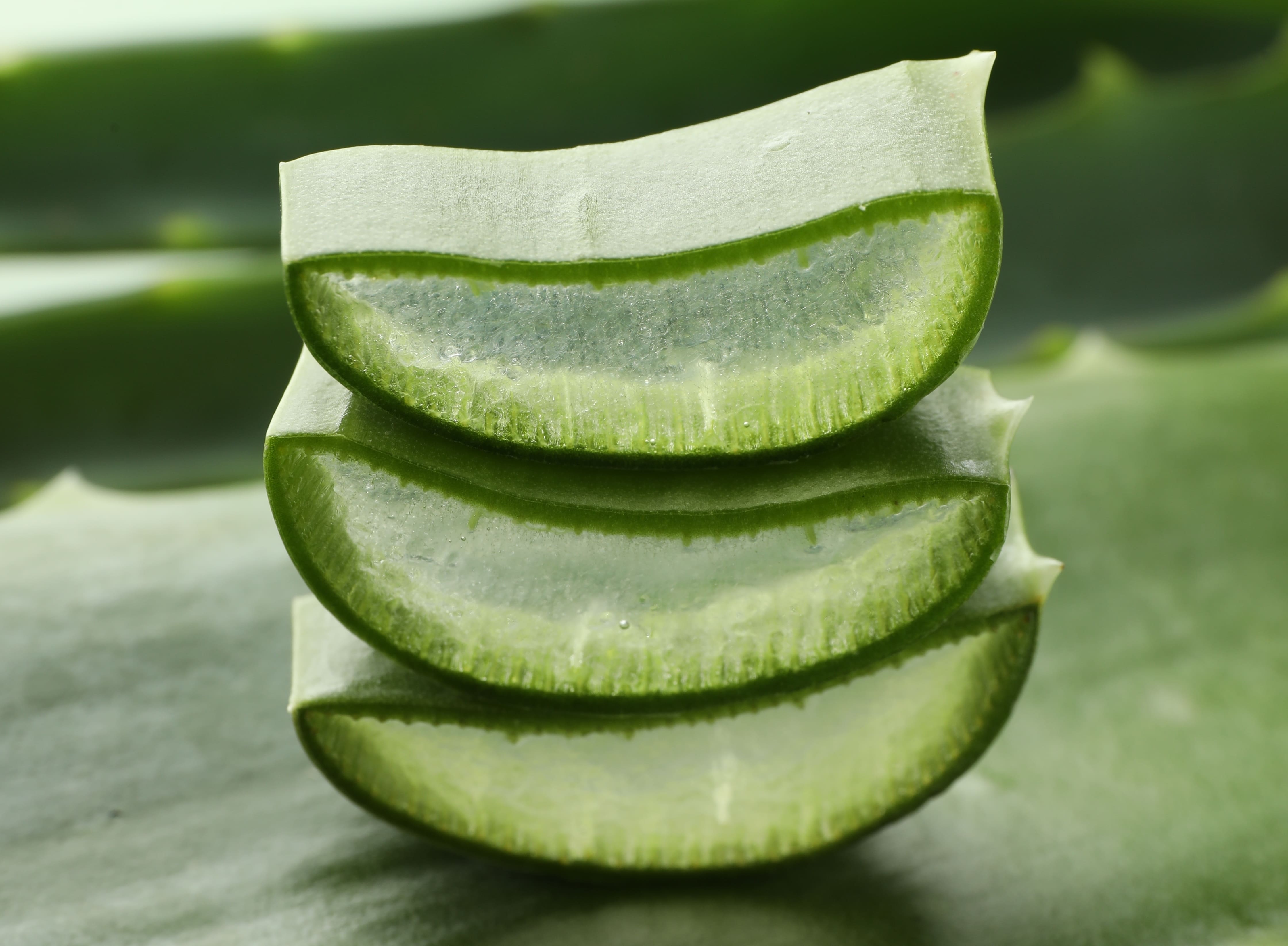 Aloe vera